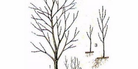 Kako se nositi s izbojcima trešnje u vrtu i na gradilištu, uništite izdanke bez iščupanja